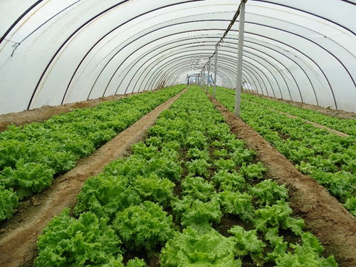 煙臺海岸帶所在作物吸收微塑料通道與機(jī)制研究中取得重要進(jìn)展