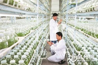 晉江 持續創新轉型，在農業科研領域繼續扛旗領跑